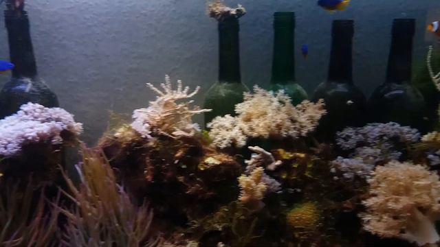 Простой морской аквариум смотреть онлайн