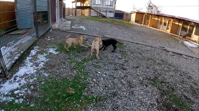 Пока Колобок учит щенят заниматься, они Грызут его )). Щенки питбуля на первых тренировках. смотреть онлайн