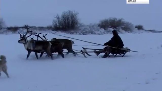 Вместо службы в армии можно будет поработать рыбаком или оленеводомажданская служба смотреть онлайн