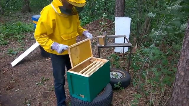 Пчелы трутовки смотреть онлайн
