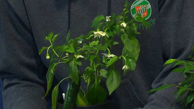 Orchidee Dendrobium Berry Oda neu Litschi und F1 Hybriden zu F2 смотреть онлайн