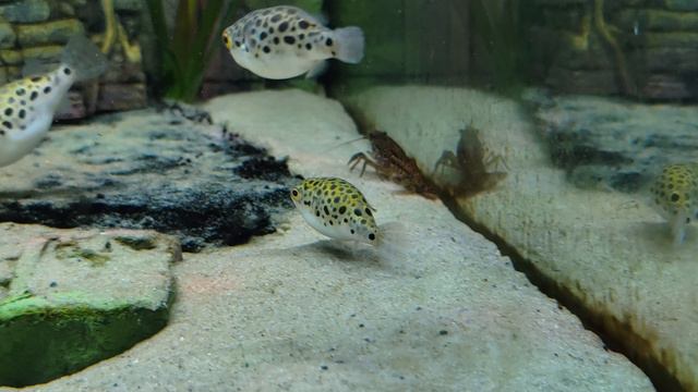 Tetradon Nigroviridis / зелёный тетрадон
едим живого рака