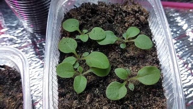 12 февраля.Бакопа,диморфотека и другие.Первая подкормка рассады цветов. смотреть онлайн