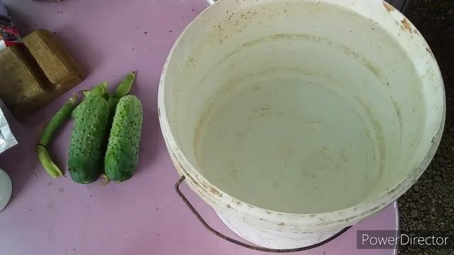 ?Упала Яйценоскость у Кур Несушек? //Выход Есть!//Добавьте в Воду Этот Порошок! смотреть онлайн