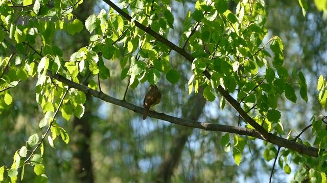 Как поет соловей? Голоса птиц. AllVideo. смотреть онлайн