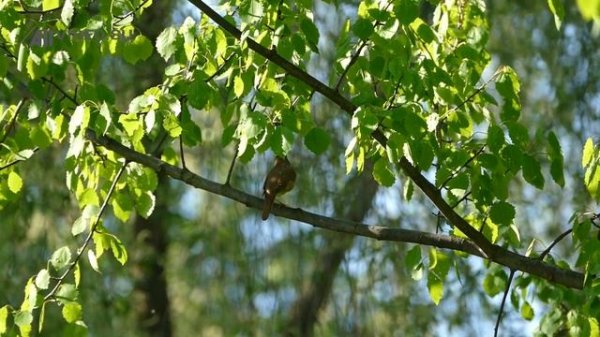 Как поет соловей? Голоса птиц. AllVideo.