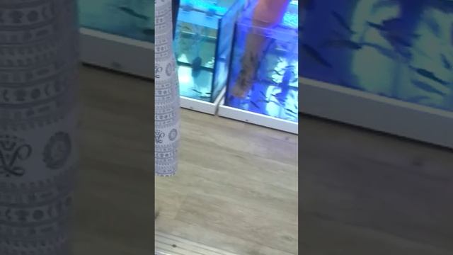 РЫБКИ ЧИСТЯТ НОГИ смотреть онлайн