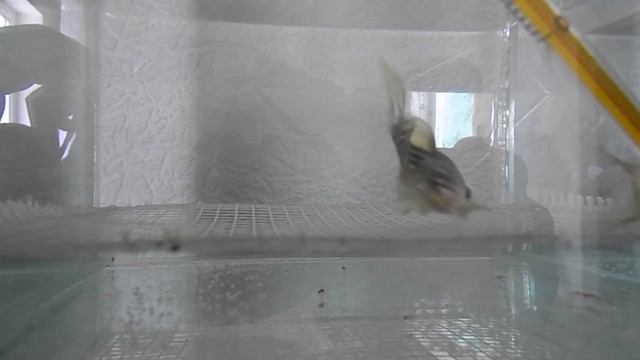 Размножение икромечущих рыб данио смотреть онлайн