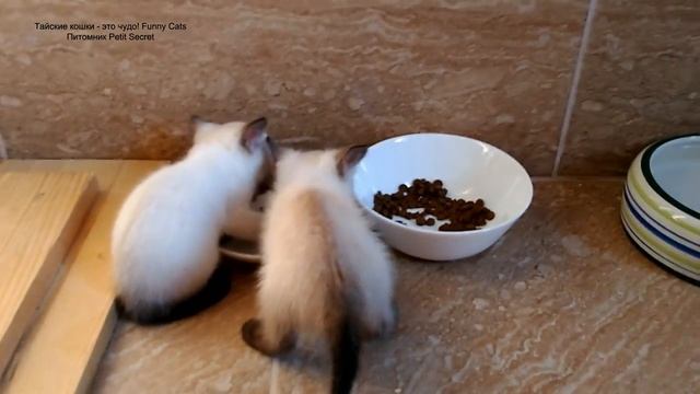Тайские котята, возрастом 1 месяц, 10 дней сами учатся есть корм и пить воду! Тайские кошки это ч смотреть онлайн