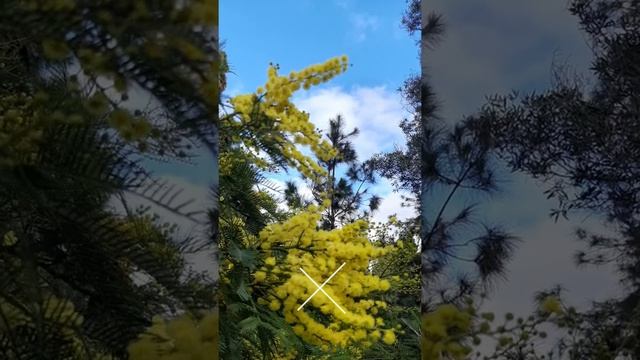 Цветет мимоза - акация серебристая смотреть онлайн