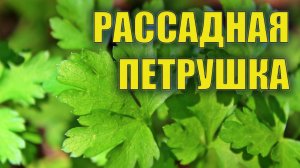 ТОЛЬКО ЭТОТ СОРТ ПЕТРУШКИ САЖАЮ КАЖДЫЙ ГОД НА РАССАДУ