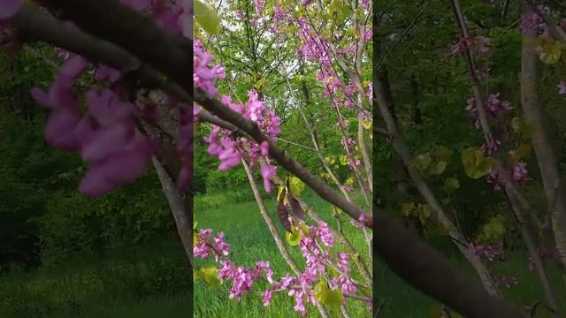 Ցերցիս չինական Церцис китайский Cercis canadensis L. смотреть онлайн