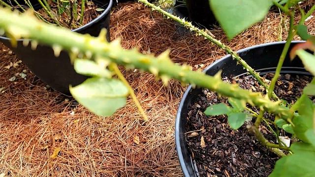 How to prune leggy rose into bushier rose смотреть онлайн