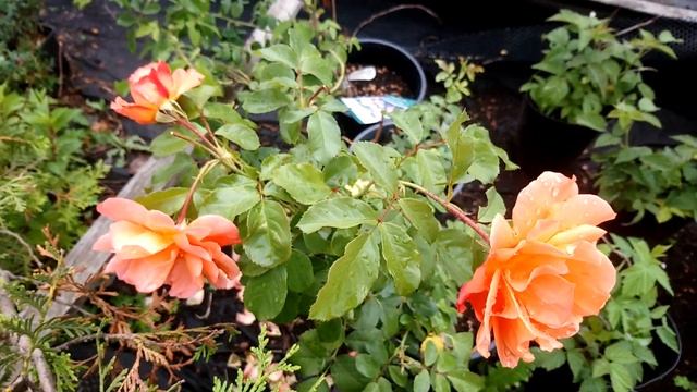 Саженец розы Вестерленд смотреть онлайн