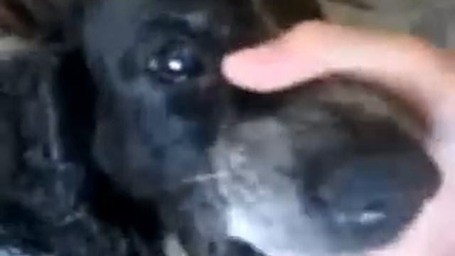 говорящая собака смотреть онлайн