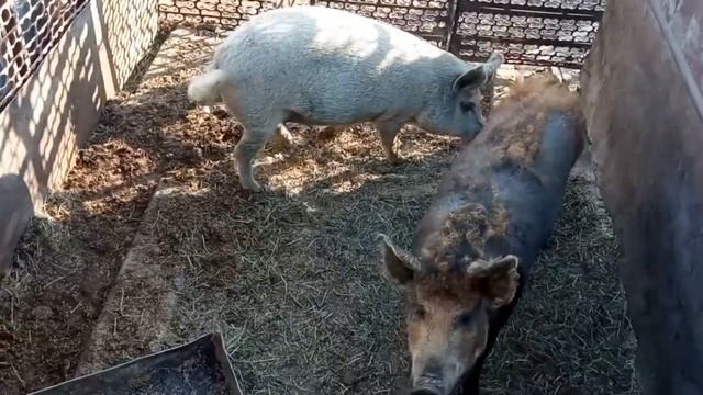 Отзыв о свиньях породы Венгерская Мангалица! смотреть онлайн