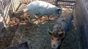 Отзыв о свиньях породы Венгерская Мангалица!