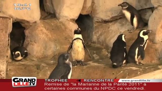 Nausicaa fête ses 20 ans ! (Boulogne sur Mer) смотреть онлайн