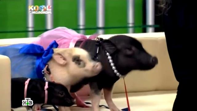 Цена на мини-пига 8(965)380-13-11 Москва смотреть онлайн