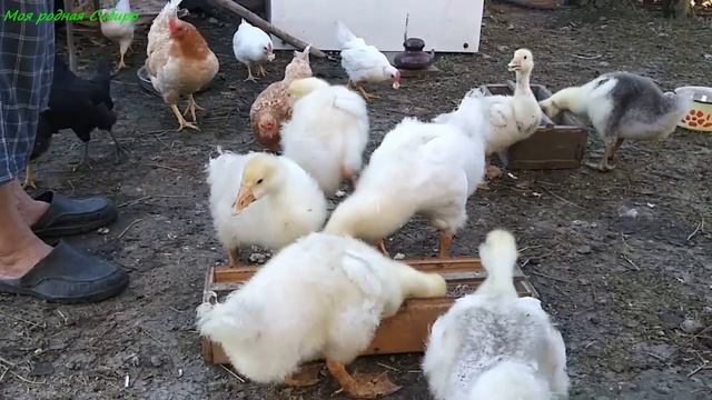 Цыплята и гусята борятся за еду! А Гошкино гусиное семейство купается!