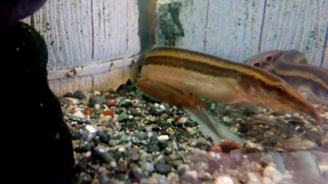 Макрогнатус Охотиться (Macrognatus snake fish) смотреть онлайн