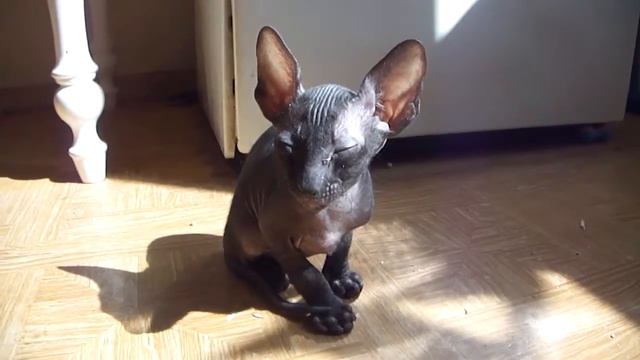 Корниш-рекс котенок спит стоя смотреть онлайн