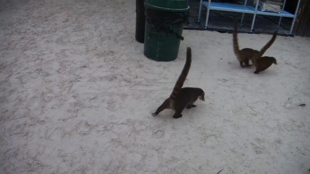 Носухи в Мексике смотреть онлайн