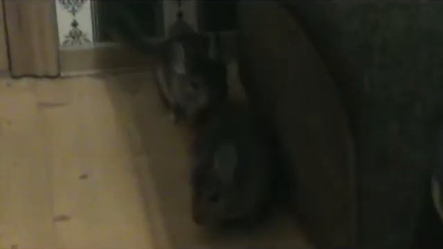 Шиншиллы.Шушик и Шуша на прогулке.mpg смотреть онлайн