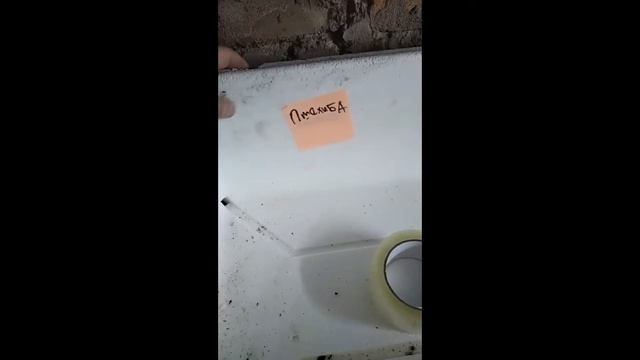 корни малины на размножение