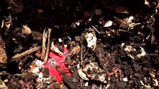 HOW TO Container Garden & Compost in Place in LOTS of Pots - GROW More in a Single Raised Bed CHEA смотреть онлайн