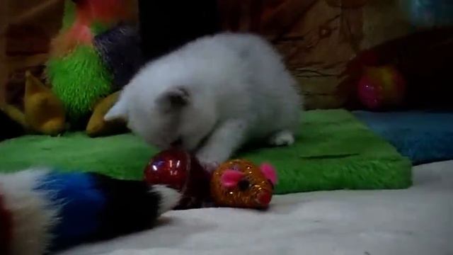 Британские котята на british-chinchilla.dp.ua смотреть онлайн