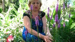 ЛИАТРИС  - ВЫРАЩИВАНИЕ, ПОСАДКА, ЛЕЧЕБНЫЕ СВОЙСТВА