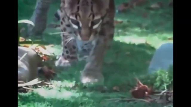 Кот оцелот красавец джунглей смотреть онлайн