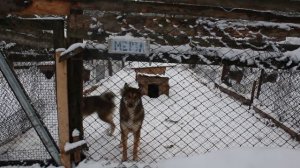 Экскурсия по питомнику ЗСЛ: Щенки, Новые собаки, Итоги сезона