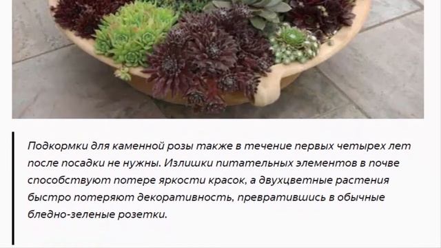 Облагораживаем цветник каменной розой смотреть онлайн