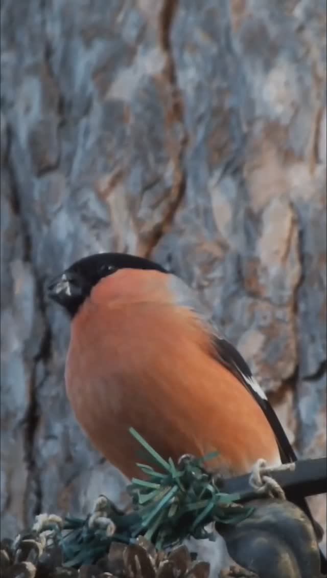 #shorts Самец снегирь