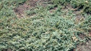 Можжевельник горизонтальный "Wiltonii" | Plante.md