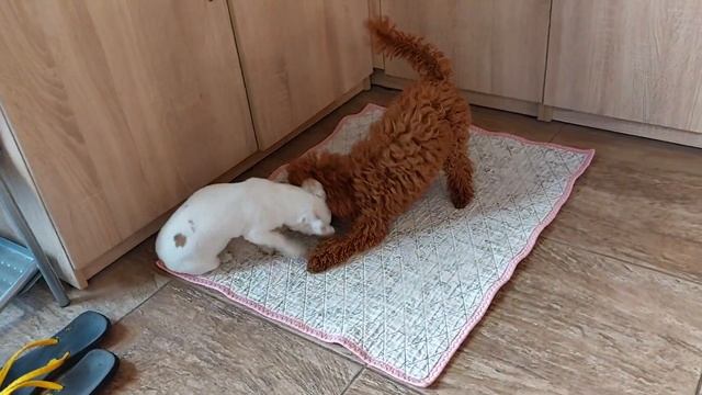 Лилия ? белая девочка чихуахуа продается питомник Кастропуло Крым 89787458062 смотреть онлайн