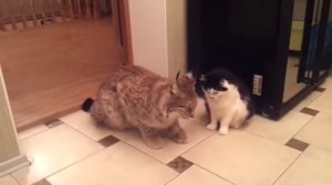 Домашняя рысь.....кошки ..они все кошки))))