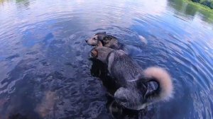 Собаки и Лохнесское чудовище в Ольховке