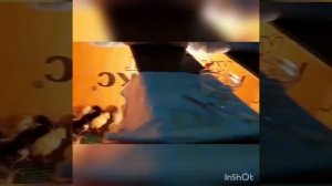 вакцинация цыплят от марека, гамборо, бронхита и нюкасла