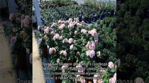 Роза Лавендер айс