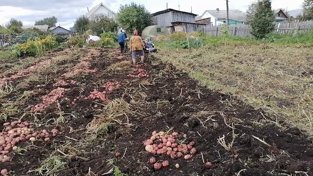 Копаем картофель. Одним не справиться... Пришли помощники для уборки СУПЕР урожая! смотреть онлайн