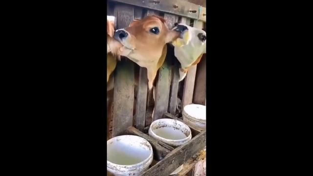 Забавные животные № 8 смотреть онлайн