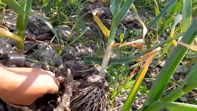 Дозрівання часнику, ріст головки! Планування уборки часнику. смотреть онлайн