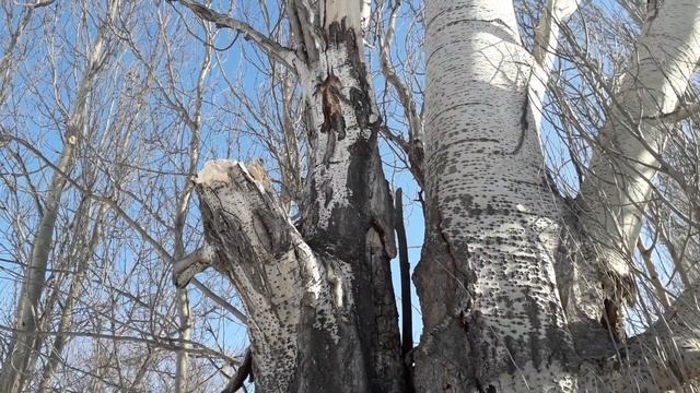 Тополь белый пирамид., гибрид, болеет, надо спиливать под корень смотреть онлайн