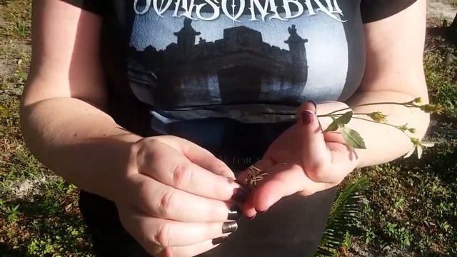 Bidens Alba смотреть онлайн