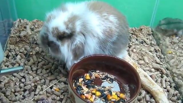 Вислоухий кролик