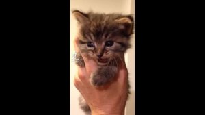 CAT MEMES COMPILATION V07