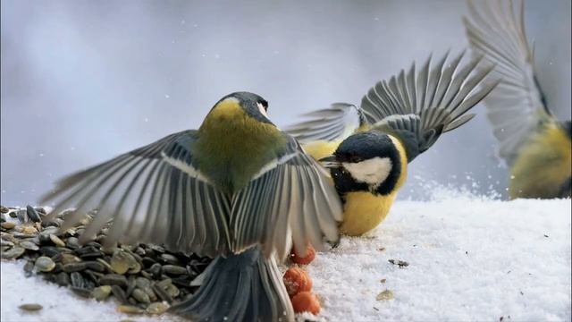 Информационная беседа - праздник "Синичкин день" смотреть онлайн